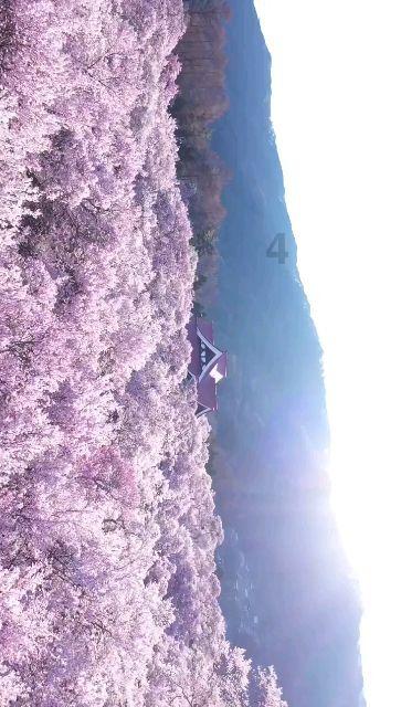 美式橄榄球大赛
